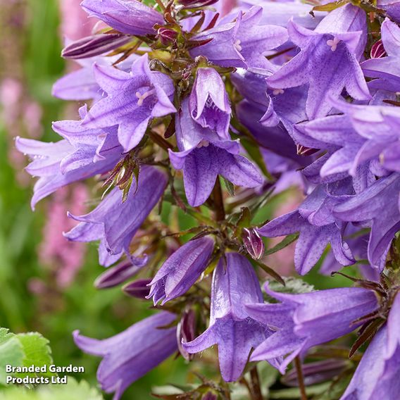 Campanula 'Rebelle'