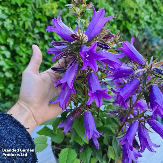 Campanula 'Rebelle'