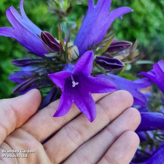 Campanula 'Rebelle'