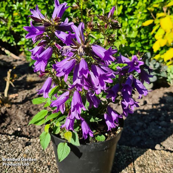 Campanula 'Rebelle'