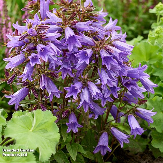 Campanula 'Rebelle'