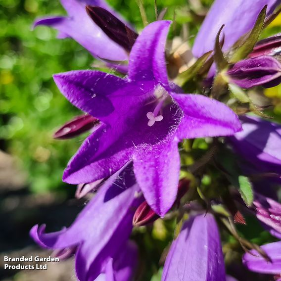 Campanula 'Rebelle'