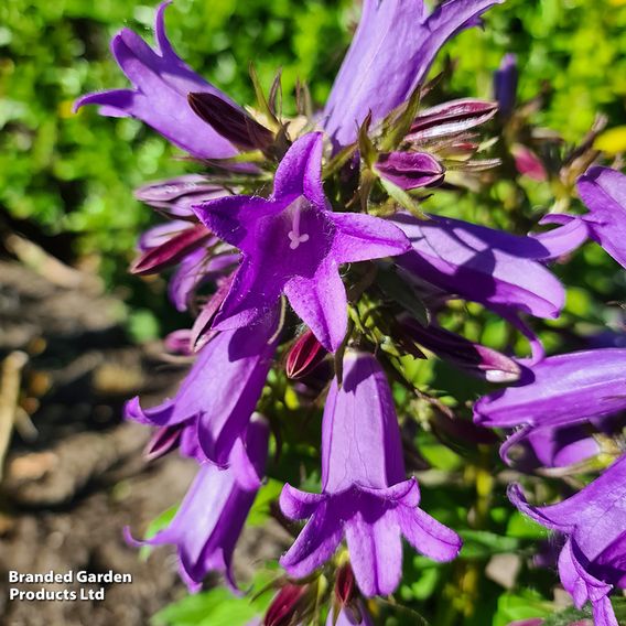 Campanula 'Rebelle'