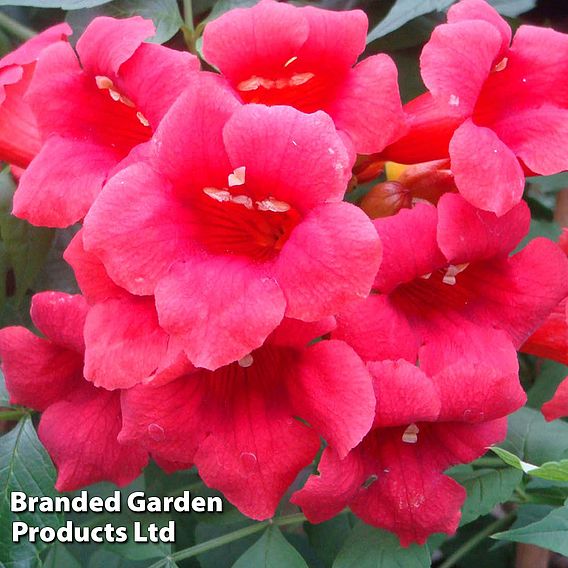 Campsis radicans 'Stromboli'