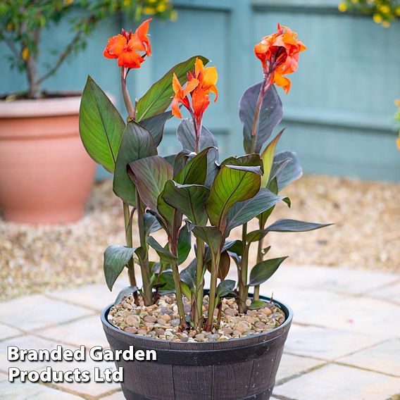 Canna x generalis 'Cannova Trio'