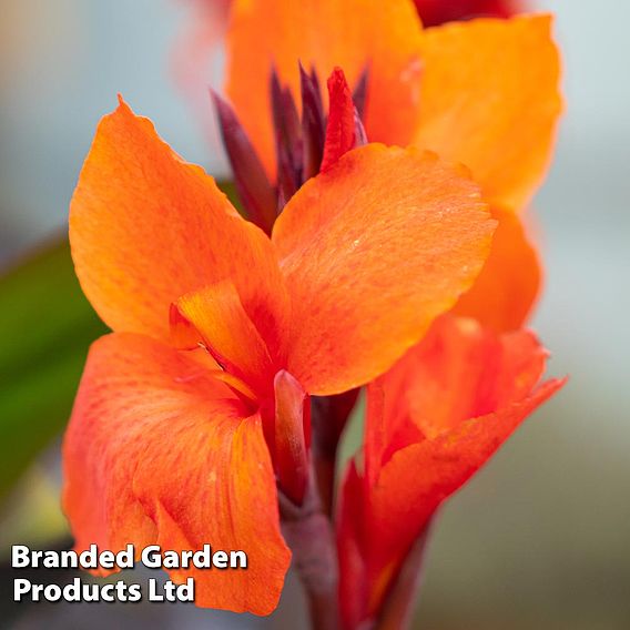 Canna x generalis 'Cannova Collection'