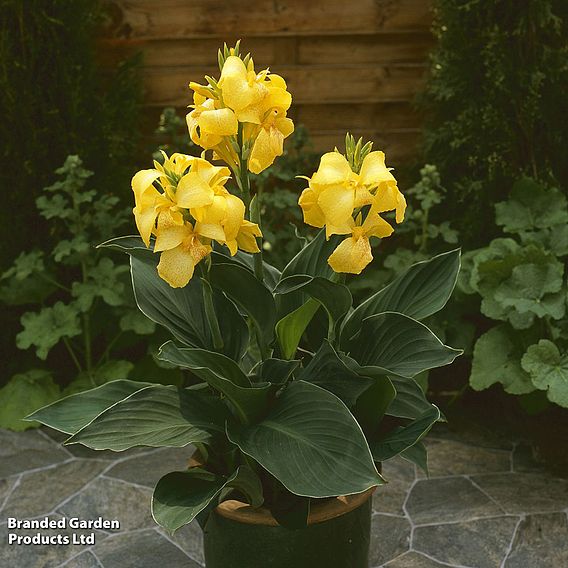 Canna x generalis 'Cannova Yellow'