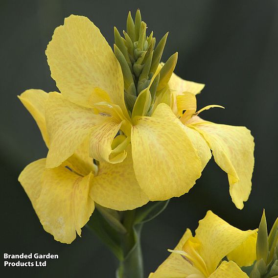 Canna x generalis 'Cannova Yellow'