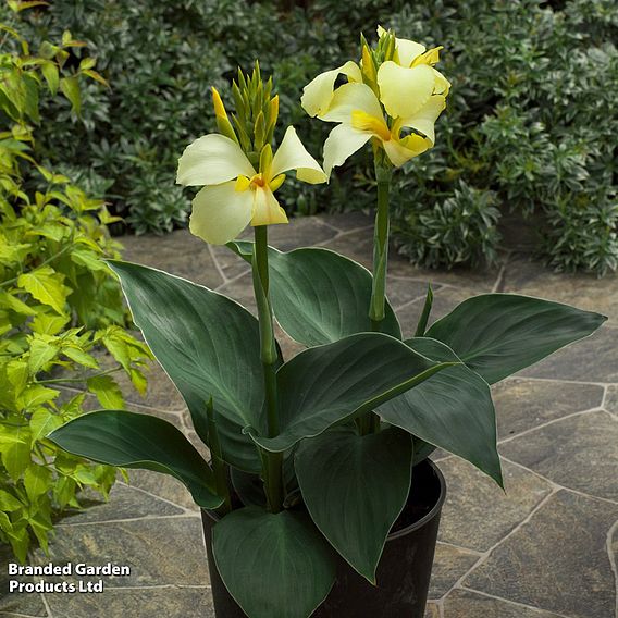 Canna x generalis 'Cannova Yellow'