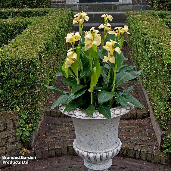 Canna x generalis 'Cannova Yellow'