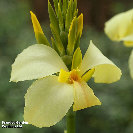 Canna x generalis 'Cannova Yellow'