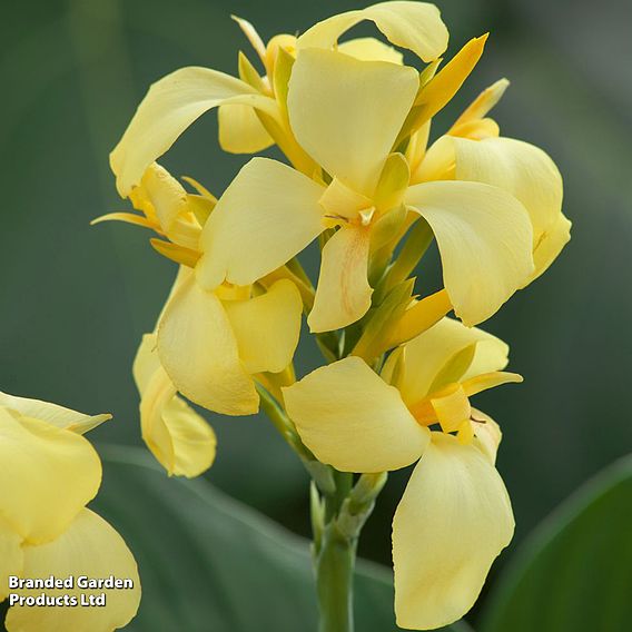 Canna x generalis 'Cannova Yellow'