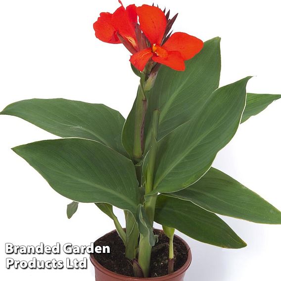 Canna x generalis 'Cannova Scarlet'