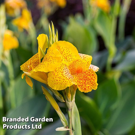 Canna x generalis Cannova 'Gold Leopard'