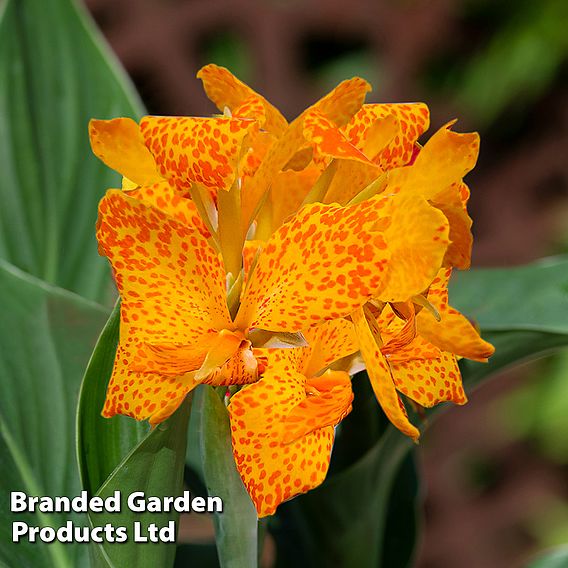 Canna x generalis Cannova 'Gold Leopard'