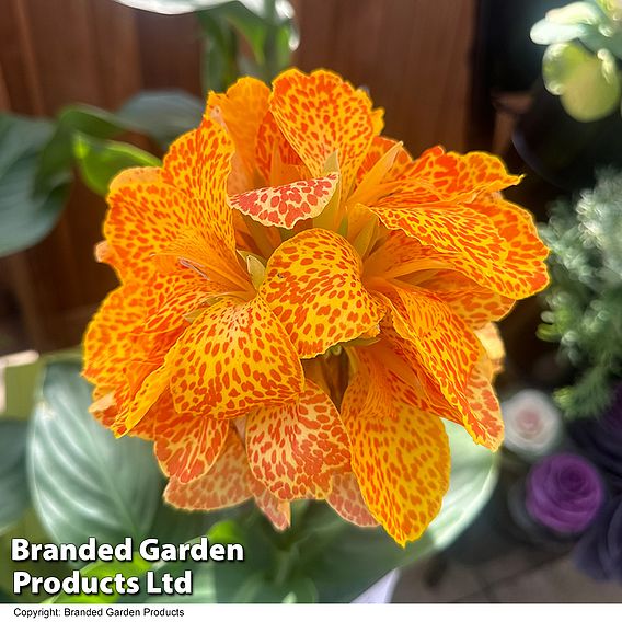 Canna x generalis Cannova 'Gold Leopard'