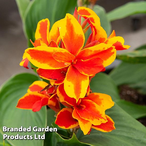 Canna x generalis 'Cannova Collection'