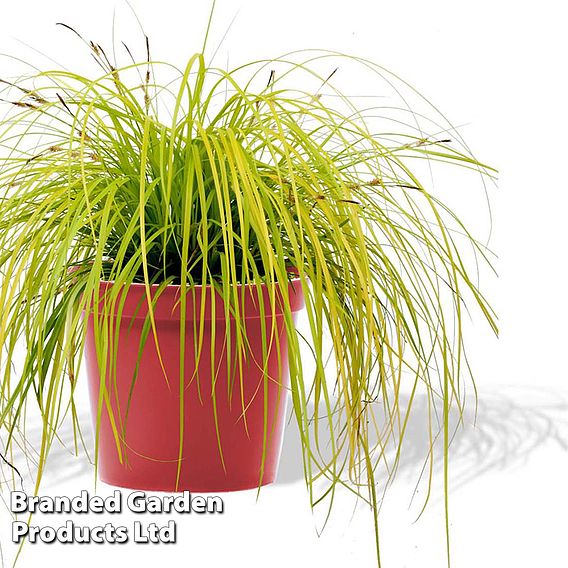 Carex oshimensis 'Everillo'