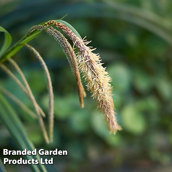 Carex pendula (Marginal Aquatic)