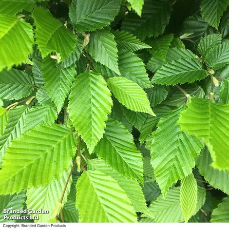 Wildlife Mixed Hedging