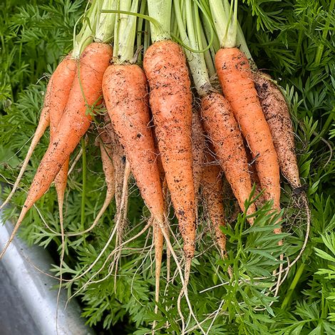 Carrot 'Carruba' F1 - Seeds