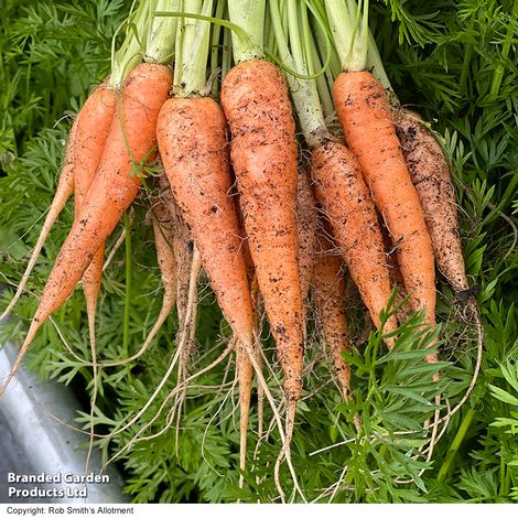 Carrot 'Carruba' F1 - Seeds