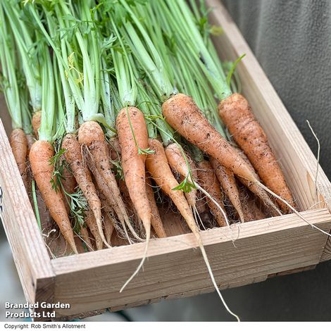 Carrot 'Carruba' F1 - Seeds