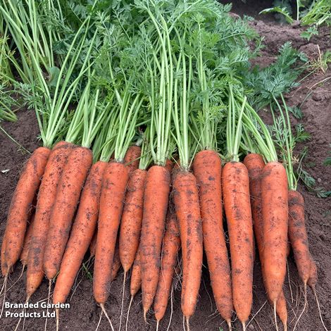 Carrot 'Carruba' F1 - Seeds