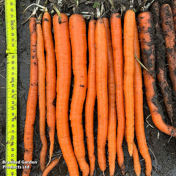 Carrot 'Excalibur' F1 - Seeds