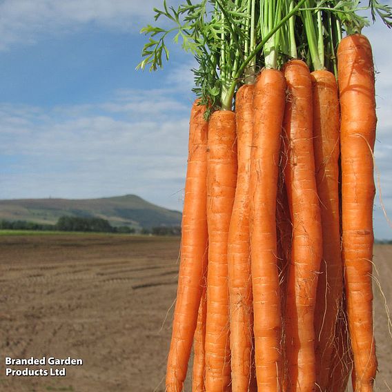 Carrot 'Excalibur' F1 - Seeds