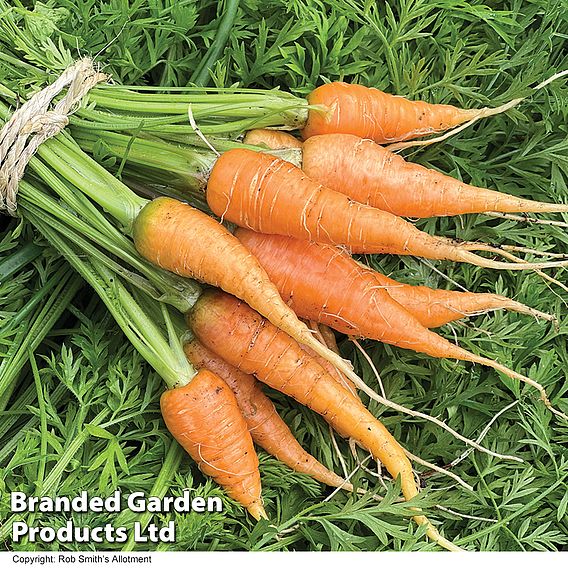 Carrot 'Burpees Short N Sweet' - Seeds