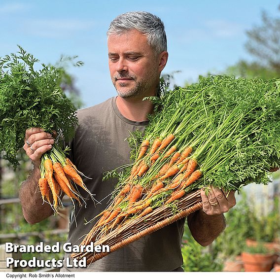 Carrot 'Burpees Short N Sweet' - Seeds