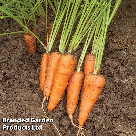 Carrot 'Burpees Short N Sweet' - Seeds