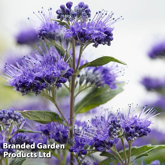 Caryopteris x clandonensis 'Grand Bleu'