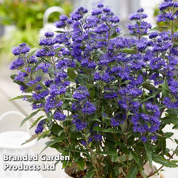 Caryopteris x clandonensis 'Grand Bleu'