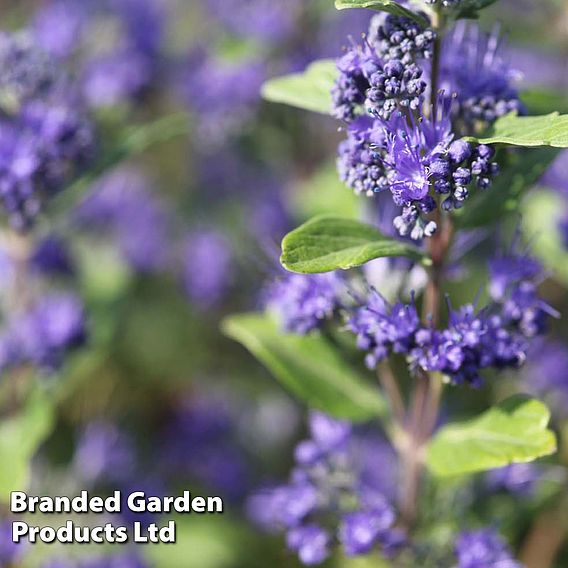 Caryopteris x clandonensis 'Grand Bleu'