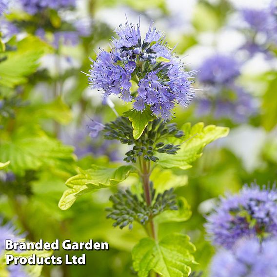 Caryopteris x clandonensis 'Hint of Gold'