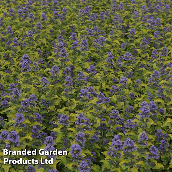 Caryopteris x clandonensis 'Hint of Gold'