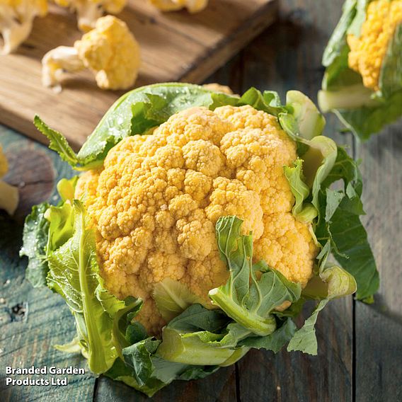 Cauliflower 'Cheddar' F1 Hybrid (Summer/Autumn) - Seeds