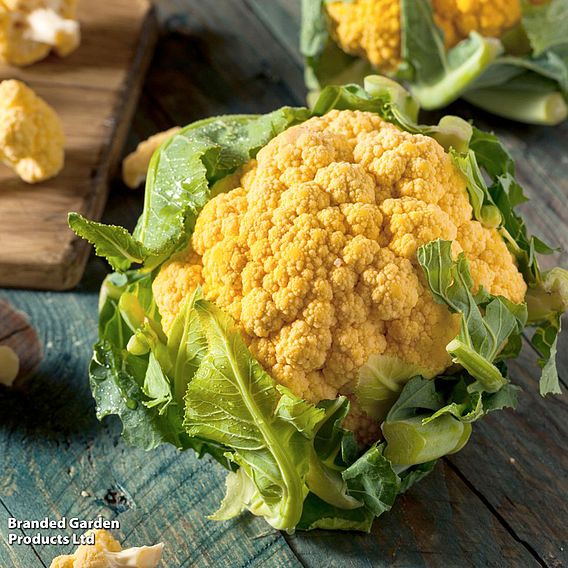 Cauliflower 'Cheddar' F1 Hybrid (Summer/Autumn) - Seeds