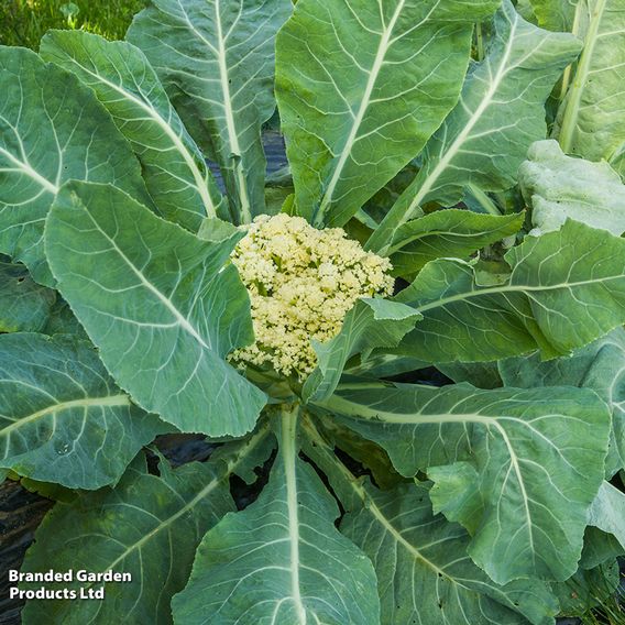 Cauliflower 'Fioretto 75' - Seeds