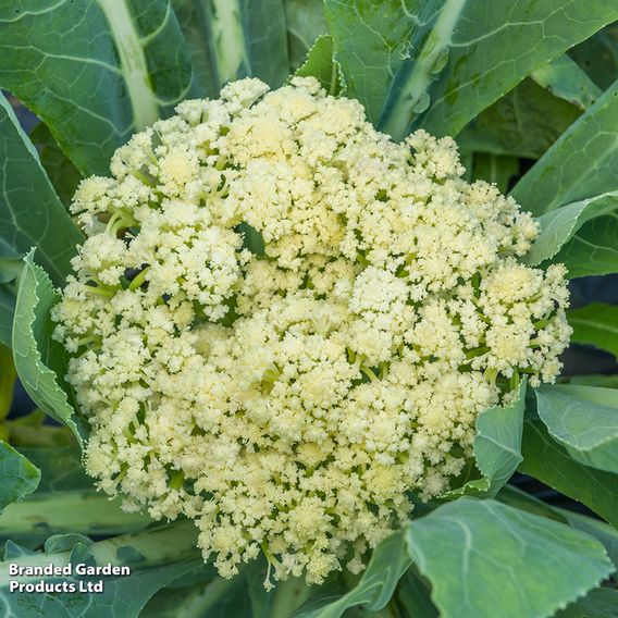 Cauliflower 'Fioretto 75' - Seeds