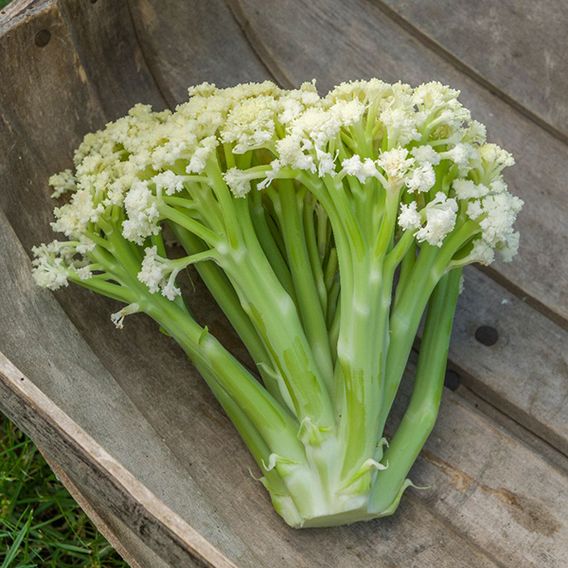 Cauliflower 'Fioretto 75' - Seeds