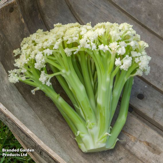 Cauliflower 'Fioretto 75' - Seeds