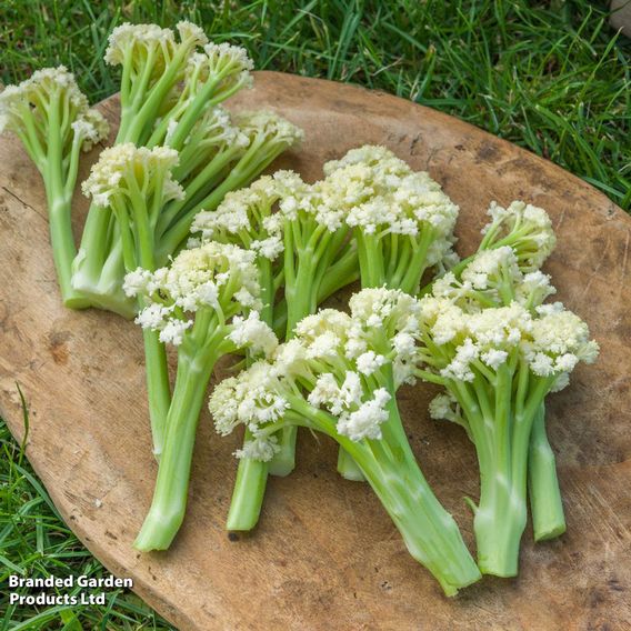 Cauliflower 'Fioretto 75' - Seeds