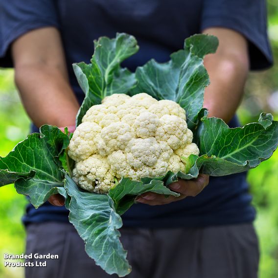 Cauliflower 'Flora Blanca' - Organic Seeds