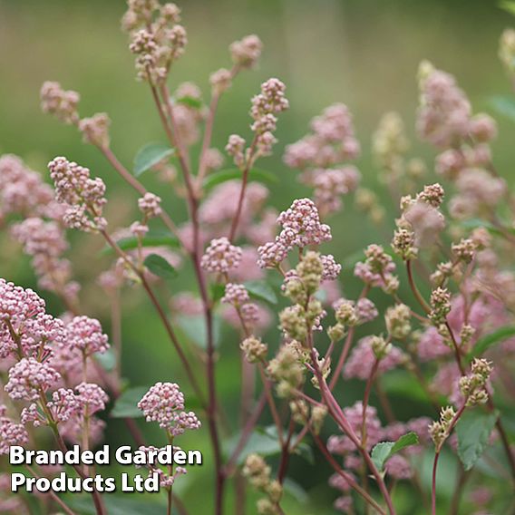 Ceanothus 'Marie-rose'