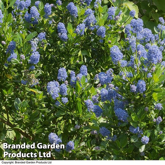 Ceanothus 'Skylark'