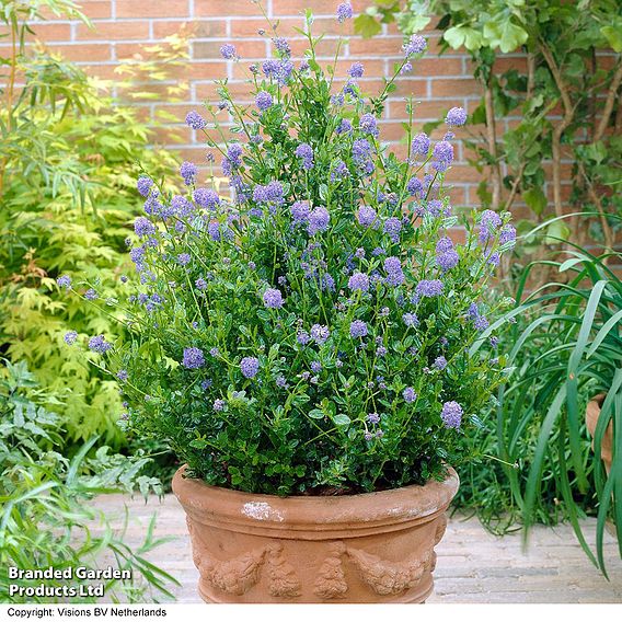 Ceanothus 'Skylark'