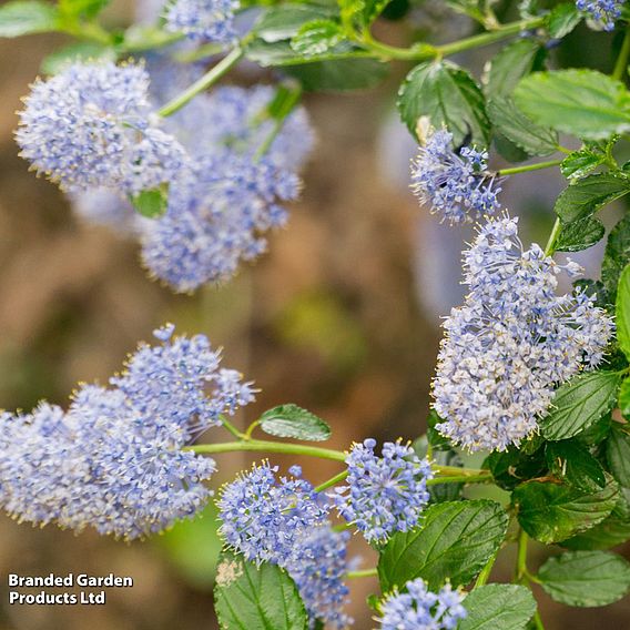 Ceanothus 'Skylark'